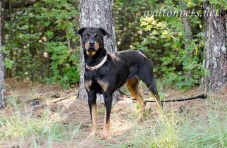 Rottweiler Dogs for adoption in Chambersburg, PA, USA