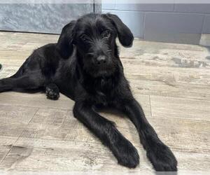 Labradoodle Dogs for adoption in Ames, IA, USA
