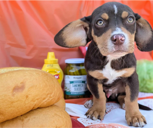 Chiweenie Dogs for adoption in Fresno, CA, USA