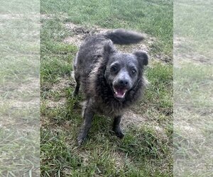 Chihuahua-Unknown Mix Dogs for adoption in Eastman, GA, USA