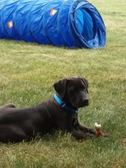 Basset Hound-Labrador Retriever Mix Dogs for adoption in Santa Fe, TX, USA