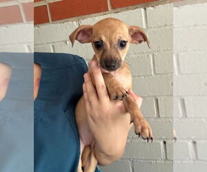 Chihuahua-Unknown Mix Dogs for adoption in Oakhurst, NJ, USA