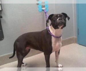 Bullboxer Pit Dogs for adoption in Las Vegas, NV, USA