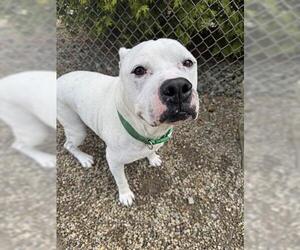 American Pit Bull Terrier Dogs for adoption in Canfield, OH, USA