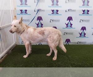 German Shepherd Dog-Siberian Husky Mix Dogs for adoption in Orlando, FL, USA