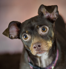 American Rat Pinscher Dogs for adoption in Maple Grove, MN, USA