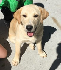Medium Photo #1 Labrador Retriever Puppy For Sale in Scottsboro, AL, USA
