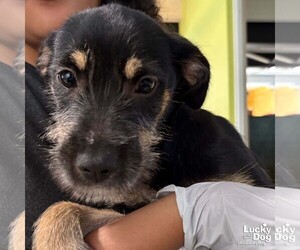 Mutt Dogs for adoption in Washington, DC, USA
