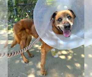German Shepherd Dog-Unknown Mix Dogs for adoption in Long Beach, CA, USA