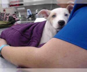 Medium Photo #1 American Pit Bull Terrier-German Shepherd Dog Mix Puppy For Sale in Waco, TX, USA