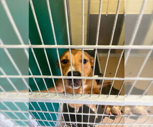 German Shepherd Dog-Unknown Mix Dogs for adoption in Texas City, TX, USA