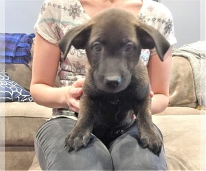 Labrador Retriever-Unknown Mix Dogs for adoption in CHICAGO, IL, USA