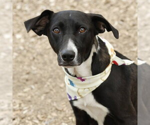 Labrador Retriever-Unknown Mix Dogs for adoption in San Antonio, TX, USA