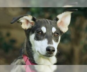 Huskies -Unknown Mix Dogs for adoption in Carlsbad, CA, USA