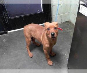 American Pit Bull Terrier-Unknown Mix Dogs for adoption in Tulsa, OK, USA