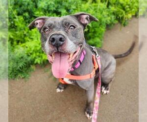 Mutt Dogs for adoption in Minneapolis, MN, USA