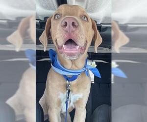 American Pit Bull Terrier Dogs for adoption in Bakersfield, CA, USA