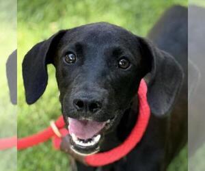 Labrador Retriever-Unknown Mix Dogs for adoption in Yardley, PA, USA
