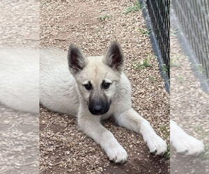 Pyrenees Husky Dogs for adoption in Bolivar, MO, USA