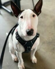 Bull Terrier Dogs for adoption in Oakley, CA, USA