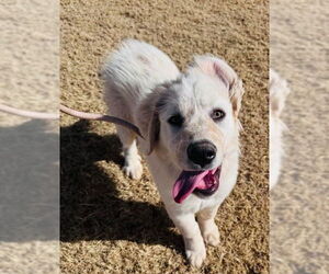Great Pyrenees-Unknown Mix Dogs for adoption in Grafton, WI, USA