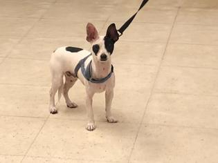 Rat-Cha Dogs for adoption in Camarillo, CA, USA