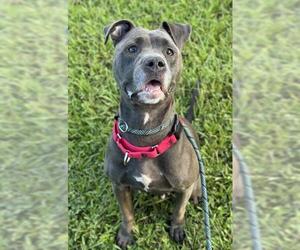 American Staffordshire Terrier Dogs for adoption in Fort Lauderdale, FL, USA