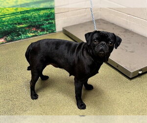 Pug-Unknown Mix Dogs for adoption in Moreno Valley, CA, USA