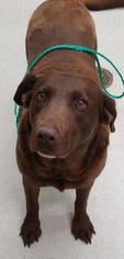 Mutt Dogs for adoption in Spokane, WA, USA