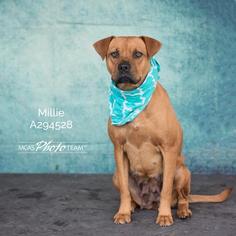 Boxer-Unknown Mix Dogs for adoption in Conroe, TX, USA