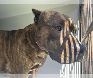 American Pit Bull Terrier-Unknown Mix Dogs for adoption in Houston, TX, USA