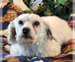 Bichon Frise Dogs for adoption in Bon Carbo, CO, USA