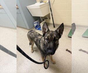 German Shepherd Dog Dogs for adoption in Virginia Beach, VA, USA