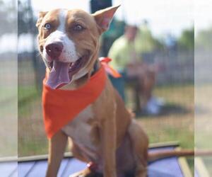 American Staffordshire Terrier-Unknown Mix Dogs for adoption in San Antonio, TX, USA