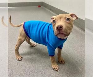 American Pit Bull Terrier Dogs for adoption in San Francisco, CA, USA