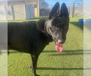 Mutt Dogs for adoption in Camarillo, CA, USA