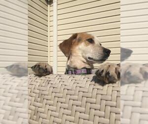 Beagle Dogs for adoption in Blackwood, NJ, USA