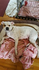 Bulloxer Dogs for adoption in Clarkston, MI, USA