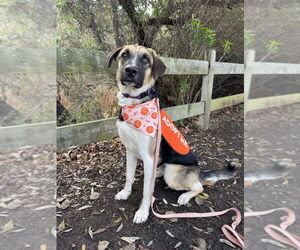 Anatolian Pyrenees Dogs for adoption in W Hollywood, CA, USA