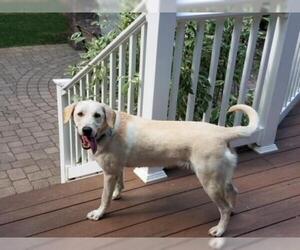 Labrador Retriever Dogs for adoption in Darlington, MD, USA