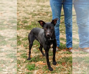 Mutt Dogs for adoption in Sparta, TN, USA