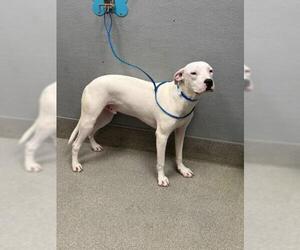 Dogo Argentino-Unknown Mix Dogs for adoption in Las Vegas, NV, USA