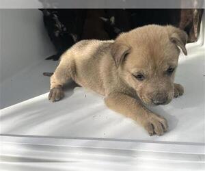 Siberian Husky-Unknown Mix Dogs for adoption in Houston, TX, USA