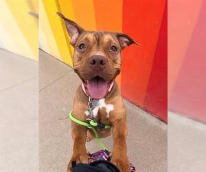 American Pit Bull Terrier Dogs for adoption in Brighton, CO, USA