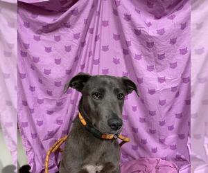 Labrador Retriever-Unknown Mix Dogs for adoption in Modesto, CA, USA