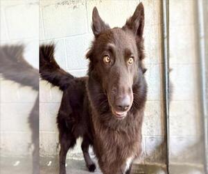 German Shepherd Dog-Unknown Mix Dogs for adoption in San Bernardino, CA, USA