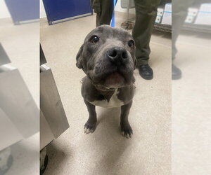 Mutt Dogs for adoption in Bakersfield, CA, USA
