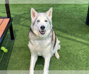 Siberian Husky Dogs for adoption in Orange, CA, USA