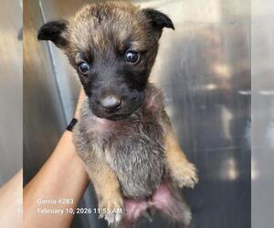 German Shepherd Dog Dogs for adoption in San Antonio, TX, USA