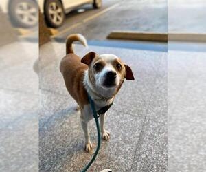 Boston Huahua Dogs for adoption in  Ramona, CA, USA